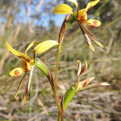 Diuris sulphurea (Tiger Orchid) at Tuggeranong Hill - 27 Oct 2014 by michaelb