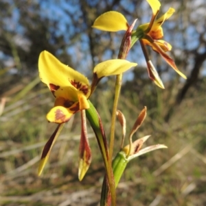 Diuris sulphurea at Theodore, ACT - 27 Oct 2014