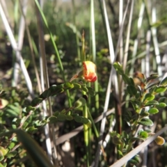 Bossiaea buxifolia (Matted Bossiaea) at Theodore, ACT - 27 Oct 2014 by MichaelBedingfield