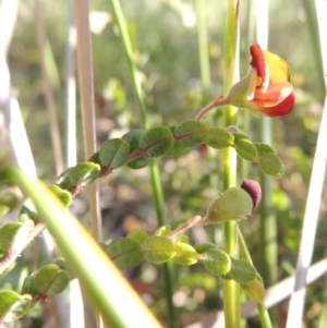 Bossiaea buxifolia at Theodore, ACT - 27 Oct 2014 06:14 PM