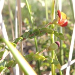 Bossiaea buxifolia at Theodore, ACT - 27 Oct 2014