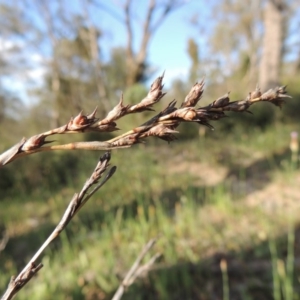 Lepidosperma laterale at Theodore, ACT - 27 Oct 2014 06:17 PM