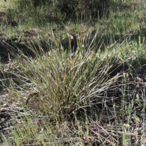 Lepidosperma laterale at Theodore, ACT - 27 Oct 2014