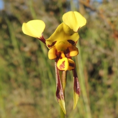 Diuris sulphurea (Tiger Orchid) at Theodore, ACT - 27 Oct 2014 by michaelb