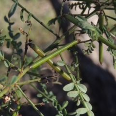 Indigofera adesmiifolia (Tick Indigo) at Theodore, ACT - 27 Oct 2014 by michaelb