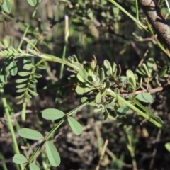 Indigofera adesmiifolia at Theodore, ACT - 27 Oct 2014 06:53 PM