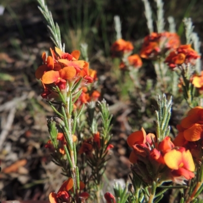 Dillwynia sericea (Egg And Bacon Peas) at Tuggeranong Hill - 27 Oct 2014 by michaelb