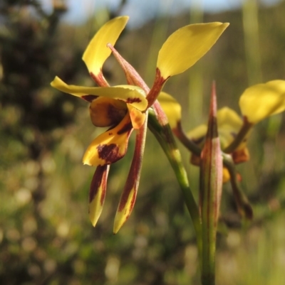 Diuris sulphurea (Tiger Orchid) at Theodore, ACT - 27 Oct 2014 by michaelb