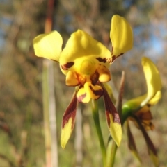 Diuris sulphurea at Theodore, ACT - 27 Oct 2014