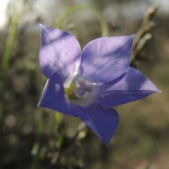 Wahlenbergia stricta subsp. stricta (Tall Bluebell) at Theodore, ACT - 27 Oct 2014 by MichaelBedingfield