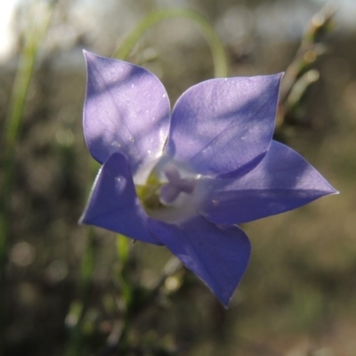 Wahlenbergia stricta subsp. stricta (Tall Bluebell) at Theodore, ACT - 27 Oct 2014 by MichaelBedingfield