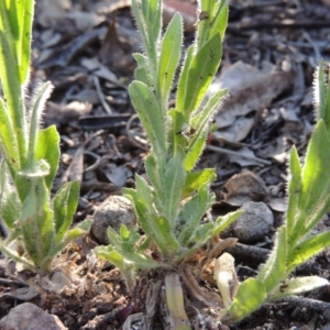 Wahlenbergia stricta subsp. stricta at Theodore, ACT - 27 Oct 2014