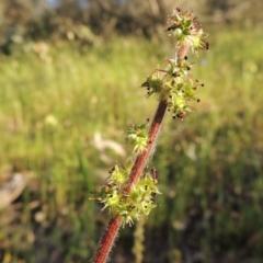 Acaena x ovina (Sheep's Burr) at Theodore, ACT - 27 Oct 2014 by michaelb