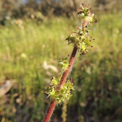 Acaena x ovina (Sheep's Burr) at Theodore, ACT - 27 Oct 2014 by michaelb