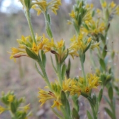 Pimelea curviflora (Curved Rice-flower) at Theodore, ACT - 27 Oct 2014 by MichaelBedingfield