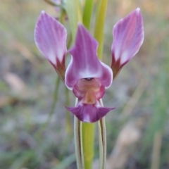Diuris dendrobioides (Late Mauve Doubletail) at Tuggeranong Hill - 30 Oct 2014 by michaelb