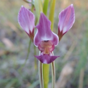 Diuris dendrobioides at suppressed - 30 Oct 2014