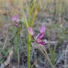 Diuris dendrobioides at suppressed - 30 Oct 2014