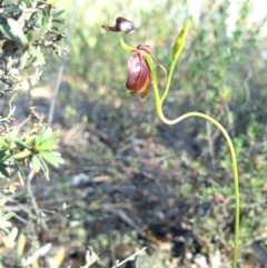 Caleana major (Large Duck Orchid) at Mount Jerrabomberra - 8 Nov 2014 by AaronClausen