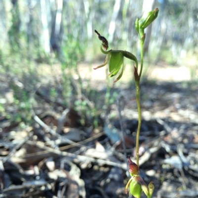 Caleana minor (Small Duck Orchid) at Black Mountain - 8 Nov 2014 by AaronClausen