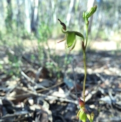 Caleana minor (Small Duck Orchid) at Canberra Central, ACT - 8 Nov 2014 by AaronClausen