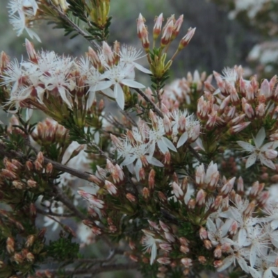 Calytrix tetragona (Common Fringe-myrtle) at Tuggeranong Hill - 27 Oct 2014 by michaelb