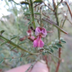 Indigofera adesmiifolia (Tick Indigo) at Theodore, ACT - 27 Oct 2014 by michaelb