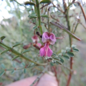 Indigofera adesmiifolia at Theodore, ACT - 27 Oct 2014