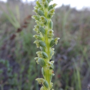 Microtis unifolia at Theodore, ACT - 27 Oct 2014