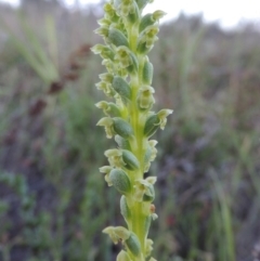 Microtis unifolia (Common onion orchid) at Theodore, ACT - 27 Oct 2014 by michaelb