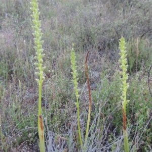 Microtis unifolia at Theodore, ACT - 27 Oct 2014