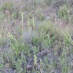 Microtis unifolia at Theodore, ACT - 27 Oct 2014