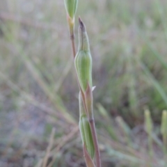 Thelymitra sp. (A Sun Orchid) at Tuggeranong Hill - 27 Oct 2014 by michaelb