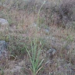 Dianella sp. aff. longifolia (Benambra) (Pale Flax Lily, Blue Flax Lily) at Tuggeranong Hill - 27 Oct 2014 by michaelb