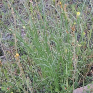 Eryngium ovinum at Theodore, ACT - 27 Oct 2014