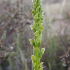 Microtis parviflora (Slender Onion Orchid) at Theodore, ACT - 27 Oct 2014 by MichaelBedingfield
