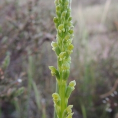 Microtis parviflora (Slender Onion Orchid) at Tuggeranong Hill - 27 Oct 2014 by michaelb