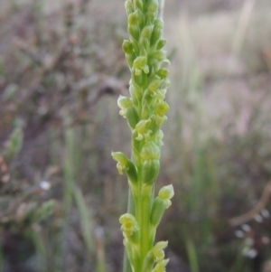 Microtis parviflora at Theodore, ACT - suppressed