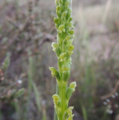 Microtis parviflora (Slender Onion Orchid) at Theodore, ACT - 27 Oct 2014 by MichaelBedingfield