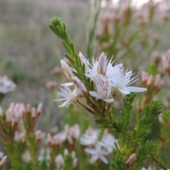 Calytrix tetragona (Common Fringe-myrtle) at Theodore, ACT - 27 Oct 2014 by michaelb