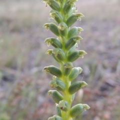 Microtis parviflora (Slender Onion Orchid) at Theodore, ACT - 27 Oct 2014 by MichaelBedingfield