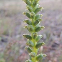 Microtis parviflora (Slender Onion Orchid) at Theodore, ACT - 27 Oct 2014 by michaelb