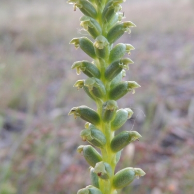 Microtis parviflora (Slender Onion Orchid) at Theodore, ACT - 27 Oct 2014 by MichaelBedingfield