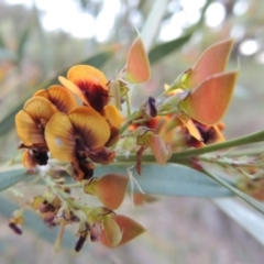 Daviesia mimosoides (Bitter Pea) at Theodore, ACT - 27 Oct 2014 by MichaelBedingfield