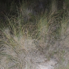 Rytidosperma pallidum (Red-anther Wallaby Grass) at Theodore, ACT - 27 Oct 2014 by MichaelBedingfield