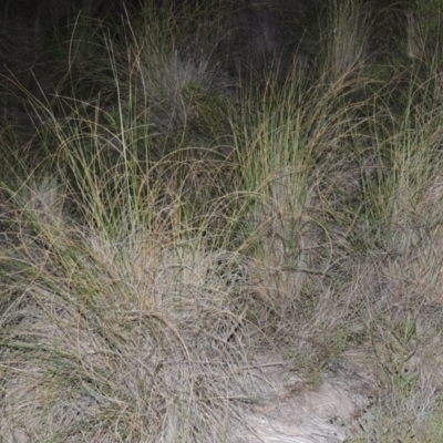 Rytidosperma pallidum (Red-anther Wallaby Grass) at Tuggeranong Hill - 27 Oct 2014 by michaelb