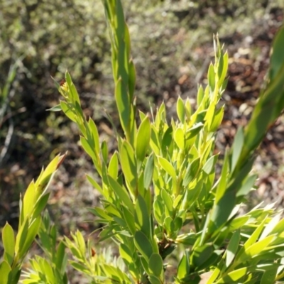 Styphelia triflora (Five-corners) at Mount Jerrabomberra - 8 Nov 2014 by AaronClausen