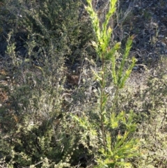 Styphelia triflora at Jerrabomberra, NSW - 8 Nov 2014