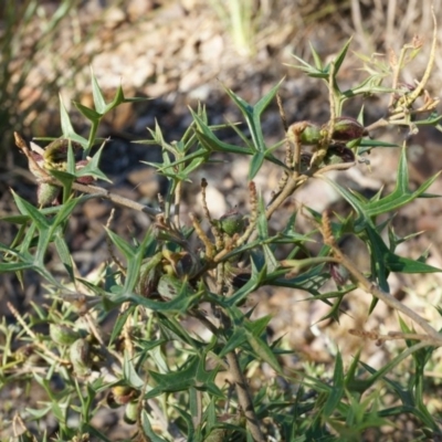 Grevillea ramosissima subsp. ramosissima (Fan Grevillea) at Mount Jerrabomberra QP - 8 Nov 2014 by AaronClausen