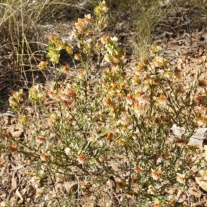 Pimelea linifolia at Jerrabomberra, NSW - 8 Nov 2014 05:12 PM